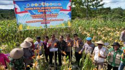 Pemda dan Polres Buton Gelar Panen Raya Jagung Serentak Kuartal II Tahun 2026, Perkuat Ketahanan Pangan