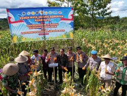 Pemda dan Polres Buton Gelar Panen Raya Jagung Serentak Kuartal II Tahun 2026, Perkuat Ketahanan Pangan